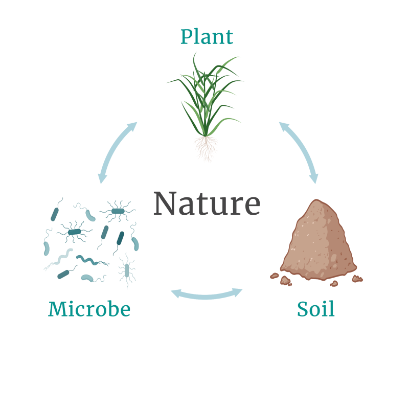野外環境における植物-微生物-土壌の相互作用の統合的理解